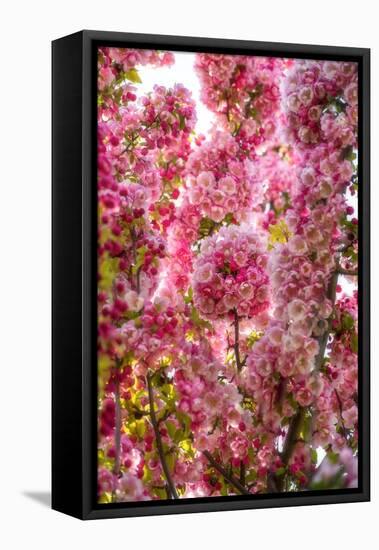 When my World is Pink-Philippe Sainte-Laudy-Framed Stretched Canvas