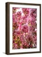 When my World is Pink-Philippe Sainte-Laudy-Framed Photographic Print