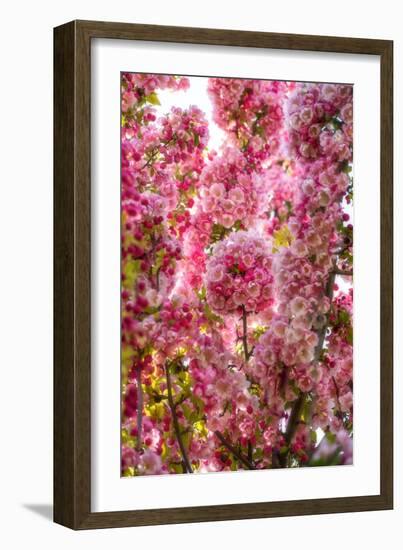 When my World is Pink-Philippe Sainte-Laudy-Framed Photographic Print