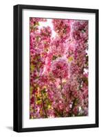 When my World is Pink-Philippe Sainte-Laudy-Framed Photographic Print