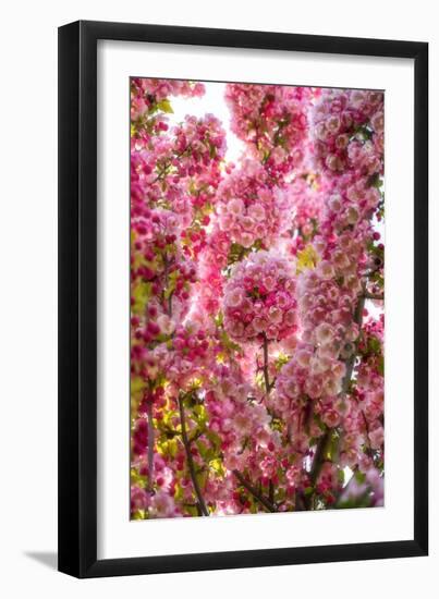 When my World is Pink-Philippe Sainte-Laudy-Framed Photographic Print