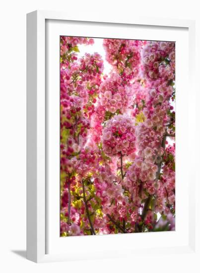 When my World is Pink-Philippe Sainte-Laudy-Framed Photographic Print