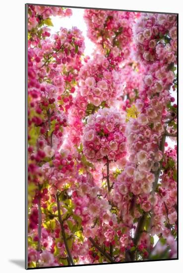 When my World is Pink-Philippe Sainte-Laudy-Mounted Photographic Print