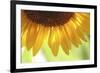 When Summer Comes-Incredi-Framed Photographic Print