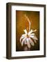 When Summer's Gone-Philippe Sainte-Laudy-Framed Photographic Print