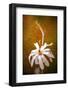 When Summer's Gone-Philippe Sainte-Laudy-Framed Photographic Print