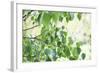 When Summer Starts-Incredi-Framed Giclee Print