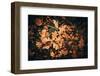 When the fruits of Autumn fall-Philippe Sainte-Laudy-Framed Photographic Print