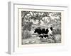 When They Went Scampering By, the Cow Just Stared at Them-Luxor Price-Framed Art Print