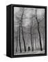 When Winter Knocks on the Door-Yvette Depaepe-Framed Stretched Canvas