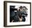 Where Eagles Dare-null-Framed Photo