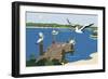 Where The Pelicans Gather-Cindy Wider-Framed Giclee Print