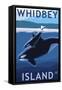 Whidbey Island, Washington - Orca and Calf-Lantern Press-Framed Stretched Canvas