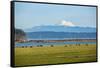 Whidbey Island, Washington State. Snowcapped Mount Baker, the Puget Sound, black cows and a pasture-Jolly Sienda-Framed Stretched Canvas