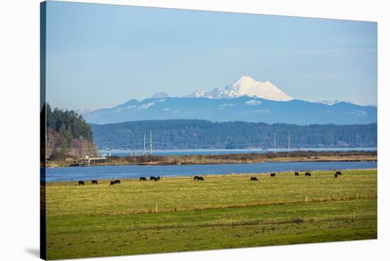 Whidbey Island, Washington State. Snowcapped Mount Baker, the Puget Sound, black cows and a pasture-Jolly Sienda-Stretched Canvas