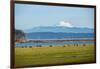 Whidbey Island, Washington State. Snowcapped Mount Baker, the Puget Sound, black cows and a pasture-Jolly Sienda-Framed Photographic Print