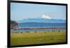 Whidbey Island, Washington State. Snowcapped Mount Baker, the Puget Sound, black cows and a pasture-Jolly Sienda-Framed Photographic Print