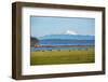 Whidbey Island, Washington State. Snowcapped Mount Baker, the Puget Sound, black cows and a pasture-Jolly Sienda-Framed Photographic Print