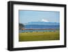 Whidbey Island, Washington State. Snowcapped Mount Baker, the Puget Sound, black cows and a pasture-Jolly Sienda-Framed Photographic Print