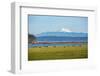 Whidbey Island, Washington State. Snowcapped Mount Baker, the Puget Sound, black cows and a pasture-Jolly Sienda-Framed Photographic Print