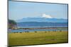 Whidbey Island, Washington State. Snowcapped Mount Baker, the Puget Sound, black cows and a pasture-Jolly Sienda-Mounted Photographic Print