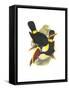 Whie-Throated or Red-Bulled Toucan-John Gould-Framed Stretched Canvas