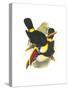 Whie-Throated or Red-Bulled Toucan-John Gould-Stretched Canvas