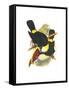 Whie-Throated or Red-Bulled Toucan-John Gould-Framed Stretched Canvas