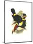 Whie-Throated or Red-Bulled Toucan-John Gould-Mounted Premium Giclee Print