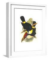 Whie-Throated or Red-Bulled Toucan-John Gould-Framed Art Print