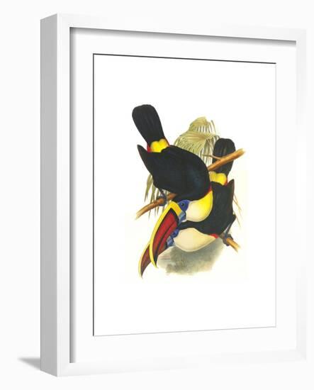 Whie-Throated or Red-Bulled Toucan-John Gould-Framed Art Print