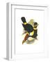 Whie-Throated or Red-Bulled Toucan-John Gould-Framed Art Print