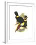 Whie-Throated or Red-Bulled Toucan-John Gould-Framed Art Print