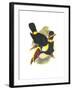 Whie-Throated or Red-Bulled Toucan-John Gould-Framed Art Print