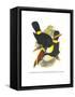 Whie-Throated or Red-Bulled Toucan-John Gould-Framed Stretched Canvas