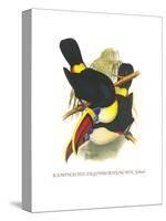 Whie-Throated or Red-Bulled Toucan-John Gould-Stretched Canvas