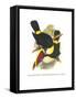 Whie-Throated or Red-Bulled Toucan-John Gould-Framed Stretched Canvas