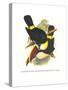 Whie-Throated or Red-Bulled Toucan-John Gould-Stretched Canvas