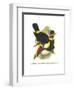 Whie-Throated or Red-Bulled Toucan-John Gould-Framed Premium Giclee Print