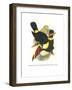 Whie-Throated or Red-Bulled Toucan-John Gould-Framed Art Print