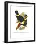 Whie-Throated or Red-Bulled Toucan-John Gould-Framed Art Print