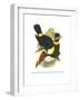 Whie-Throated or Red-Bulled Toucan-John Gould-Framed Art Print