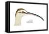 Whimbrel (Numenius Phaeopus), Birds-Encyclopaedia Britannica-Framed Stretched Canvas