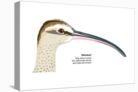 Whimbrel (Numenius Phaeopus), Birds-Encyclopaedia Britannica-Stretched Canvas