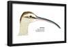 Whimbrel (Numenius Phaeopus), Birds-Encyclopaedia Britannica-Framed Poster