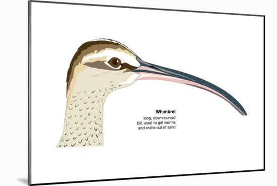 Whimbrel (Numenius Phaeopus), Birds-Encyclopaedia Britannica-Mounted Poster