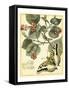 Whimsical Butterflies I-Vision Studio-Framed Stretched Canvas