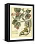 Whimsical Butterflies I-Vision Studio-Framed Stretched Canvas