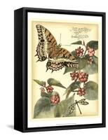 Whimsical Butterflies II-Vision Studio-Framed Stretched Canvas