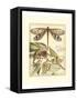 Whimsical Dragonflies I-Vision Studio-Framed Stretched Canvas